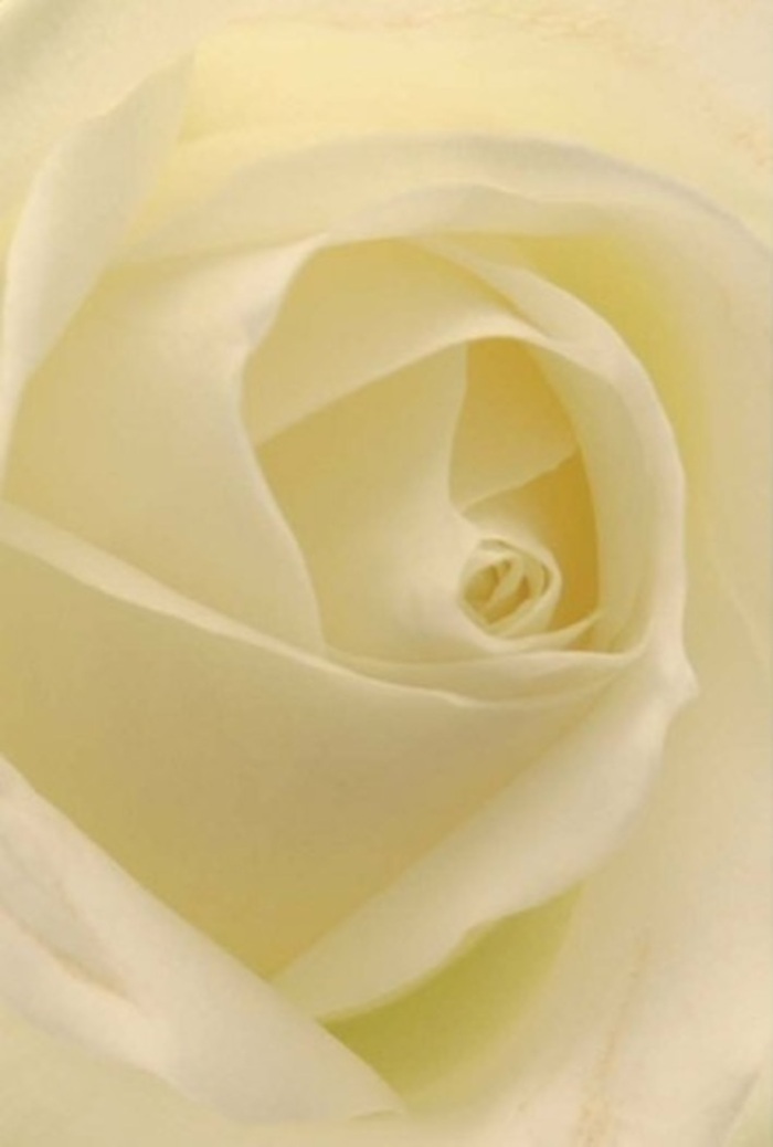 From a florist's perspective in Cockfosters, this white rose embodies everything understated yet extraordinary about the area's floral heritage. Observed closely, its petals blend creamy whites and bare hints of gold into a smooth, luminous surface that seems to emanate light from within. Soft shadows play among the folds, mirroring the gentle quietude of walks through Trent Park or along the wide lanes of Chalk Lane. The spiraled core expresses purity and perseverance, making this rose a natural choice for wedding bouquets, apologies offered with sincerity, or as a refined centrepiece at local events. The outer petals, feather-light and semi-translucent, suggest both tenderness and refined control in their arrangement-a mark of professional Cockfosters floristry. The atmosphere around this rose is soothing, touched by a fragrance barely perceptible yet always comforting. Here in Cockfosters, such a rose represents the grace and resilience celebrated in the community, ready to accompany every delivery and occasion with quiet elegance and meaning.