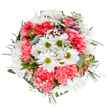 This meticulously arranged bouquet brings together the spirit of Cockfosters and the poetry of spring. The bright, sunlit white daisies with their lime centres gather attention at the core, while coral-pink carnations add joyous, pillowy layers-each ruffle a note in nature's harmonious chorus. Lightly scattered gypsophila resembles a soft flurry, its dreamy presence reminiscent of Cockfosters' peaceful green spaces, while gently hidden alstroemeria buds blush with purple and rose, hinting at surprises yet to bloom. Silvery eucalyptus and a frame of deeper greenery lend a fresh, aromatic background, the foliage's textures balancing the vibrant floral display. This rounded, exuberant composition is expertly designed for Cockfosters households marking milestones or delivering smiles, bringing a tranquil yet uplifting energy to breakfast tables, birthday celebrations, or office desks across the area. Every stem, hue, and petal is thoughtfully chosen to capture the warmth and artistry found in Cockfosters' beloved flower shops.